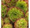 Sempervivum GREEN CARO