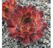 Sempervivum HACCOMBE VALLEY