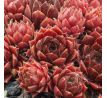 Sempervivum HAVENDIJKER TEUFEL