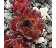 Sempervivum HAVENDIJKS BLACK