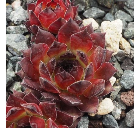 Sempervivum HAVENDIJKS BLACK