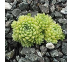 Sempervivum PUMILUM ALBUM