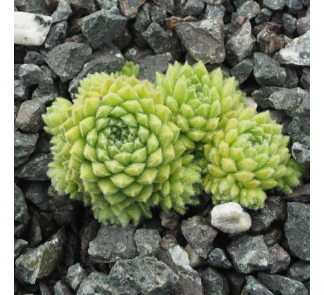 Sempervivum PUMILUM ALBUM