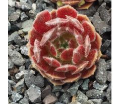 Sempervivum HOT BOYZ