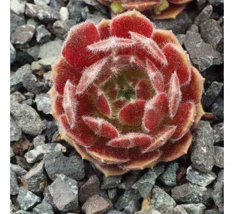 Sempervivum HOT BOYZ