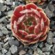 Sempervivum HOT BOYZ