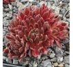 Sempervivum ILIKE