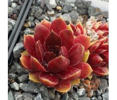 Sempervivum JUNIMOND