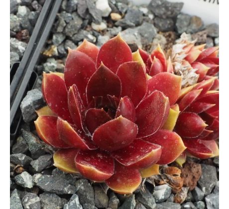 Sempervivum JUNIMOND