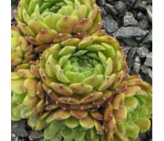 Sempervivum KERSTIE