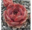 Sempervivum LANDEMINE