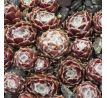 Sempervivum SCHWARZE WITWE