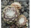 Sempervivum LORE