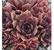 Sempervivum SCHWARZE ROSE