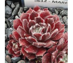 Sempervivum MAREN