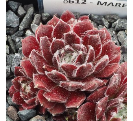 Sempervivum MAREN