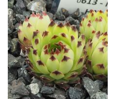 Sempervivum MARTIN HABERER