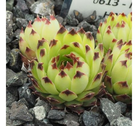 Sempervivum MARTIN HABERER