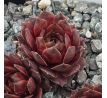 Sempervivum MOTHER OF MANY