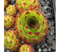 Sempervivum NEAGUS DE LIGHT