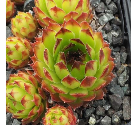 Sempervivum NEAGUS DE LIGHT