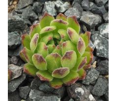 Sempervivum NUNATAK