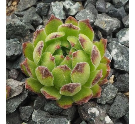 Sempervivum NUNATAK