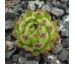 Sempervivum NUNATAK