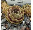 Sempervivum OLD MAN SAGE