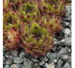 Sempervivum OLIVINE