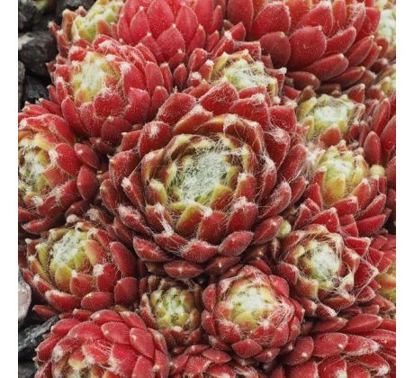 Sempervivum ORANJE TEAM