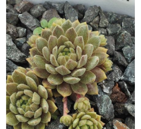 Sempervivum PEANUT BUTTER