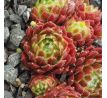 Sempervivum PHOEBE