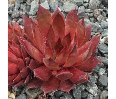 Sempervivum PINK KORSPEL