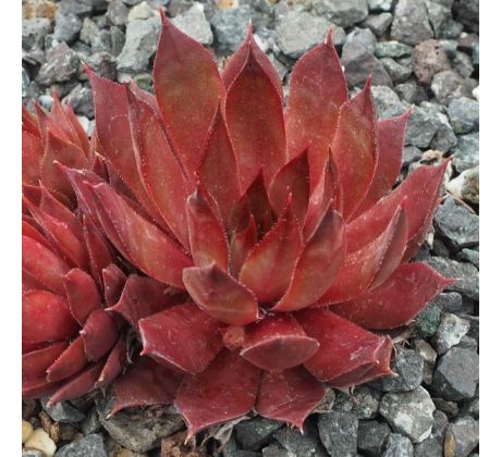 Sempervivum PINK KORSPEL