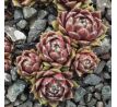 Sempervivum PROSECCO