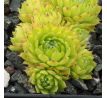 Sempervivum QUATSCH