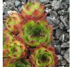 Sempervivum QUBLAH