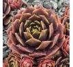 Sempervivum RAVEN HEART