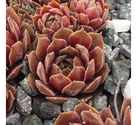 Sempervivum RHUBARD CRUMBLE