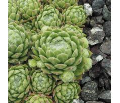 Sempervivum REINHILDE