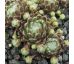 Sempervivum RUBRUM