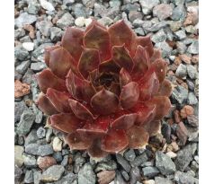 Sempervivum RIVALE