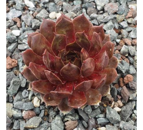 Sempervivum RIVALE