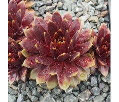 Sempervivum ROMILEY