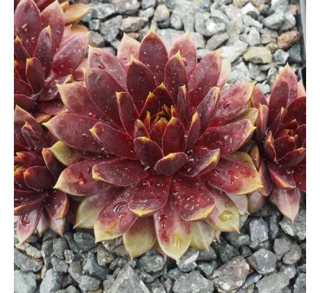 Sempervivum ROMILEY