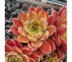 Sempervivum RONNY