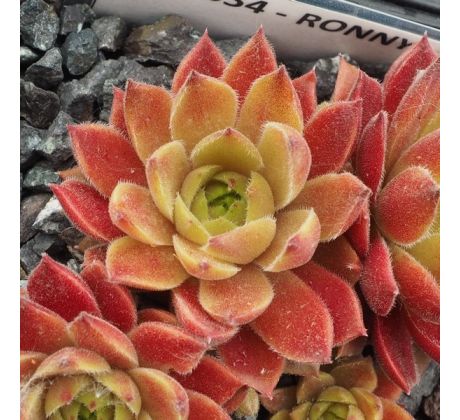 Sempervivum RONNY