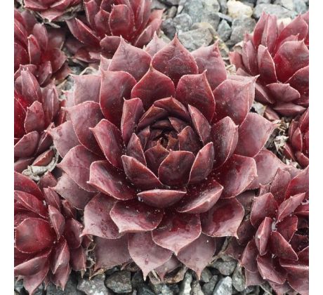 Sempervivum RUBEN