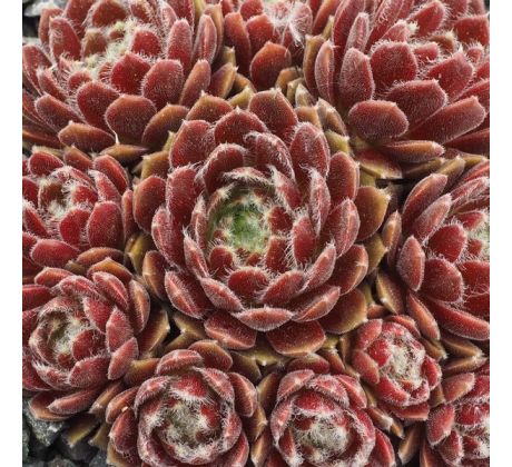 Sempervivum SARAFINE